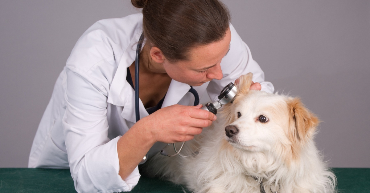 La tumeur chez le chien âgé symptômes diagnostic et traitements