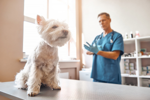 Illustration : "Les maladies chez le chien âgé"