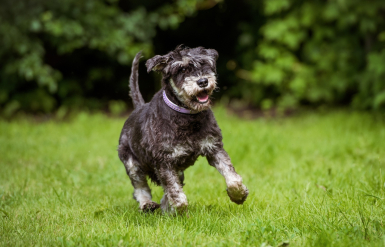 Illustration : Les activités adaptées pour un chien âgé