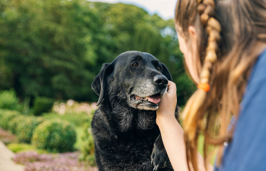 Illustration : Quel est le plus vieux chien au monde ?