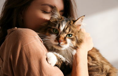 Illustration : Les problèmes courants chez le vieux chat