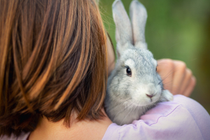 Illustration : "Faire le deuil de son lapin"