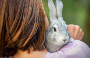 Illustration : Faire le deuil de son lapin