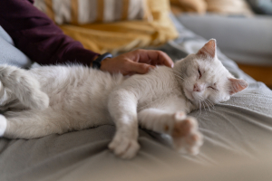 Illustration : "Améliorer le quotidien d’un chat âgé ou malade"