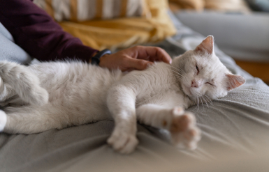 Illustration : Améliorer le quotidien d’un chat âgé ou malade