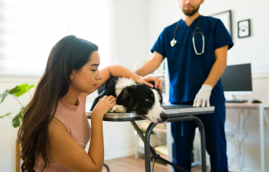 Illustration : L’accompagnement de l’équipe vétérinaire dans le deuil animalier