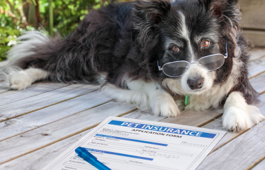 Illustration : L'assurance obsèques pour un chien