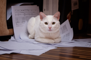 Illustration : "L'assurance obsèques pour un chat"