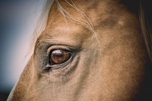 Illustration : "L'assurance obsèques pour un cheval"