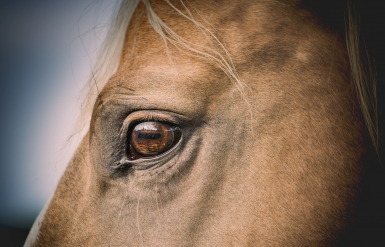 Illustration : L'assurance obsèques pour un cheval