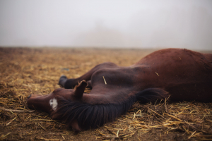 Illustration : "Que faire quand mon cheval vient de mourir ?"