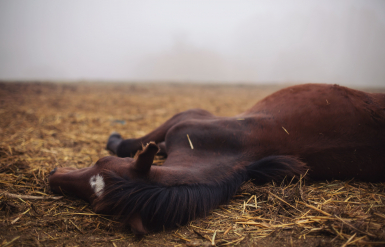 Illustration : Que faire quand mon cheval vient de mourir ?