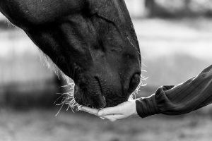 Illustration : "La crémation de son cheval"