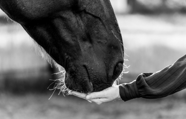 Illustration : La crémation de son cheval