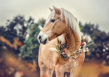 Illustration : Organiser les obsèques de son cheval