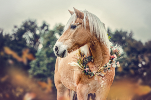 Illustration : "Organiser les obsèques de son cheval"