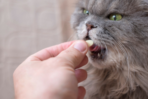 Illustration : "L'hyperthyroïdie chez le chat âgé"